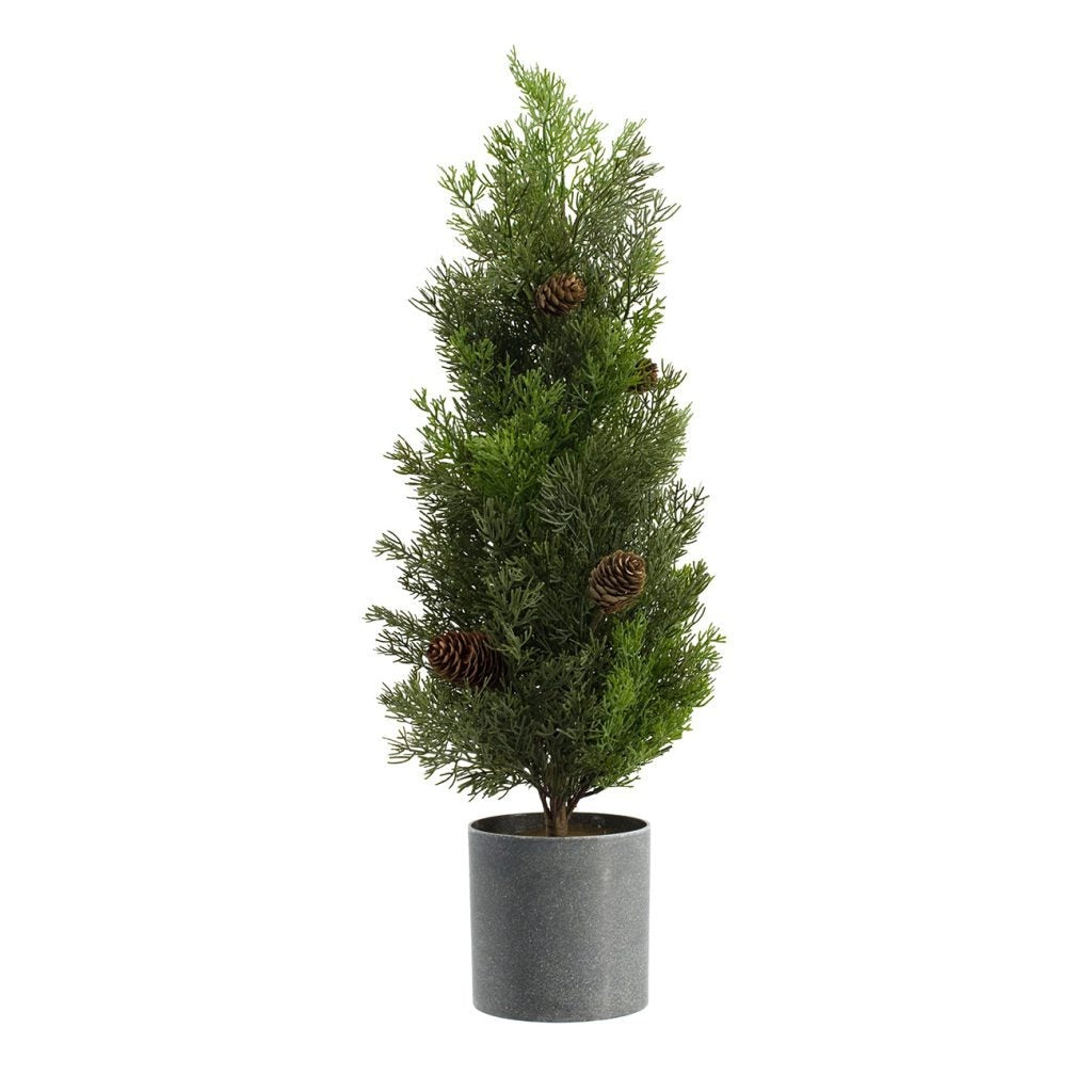 24' Pine Tree In Pot