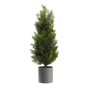 24' Pine Tree In Pot