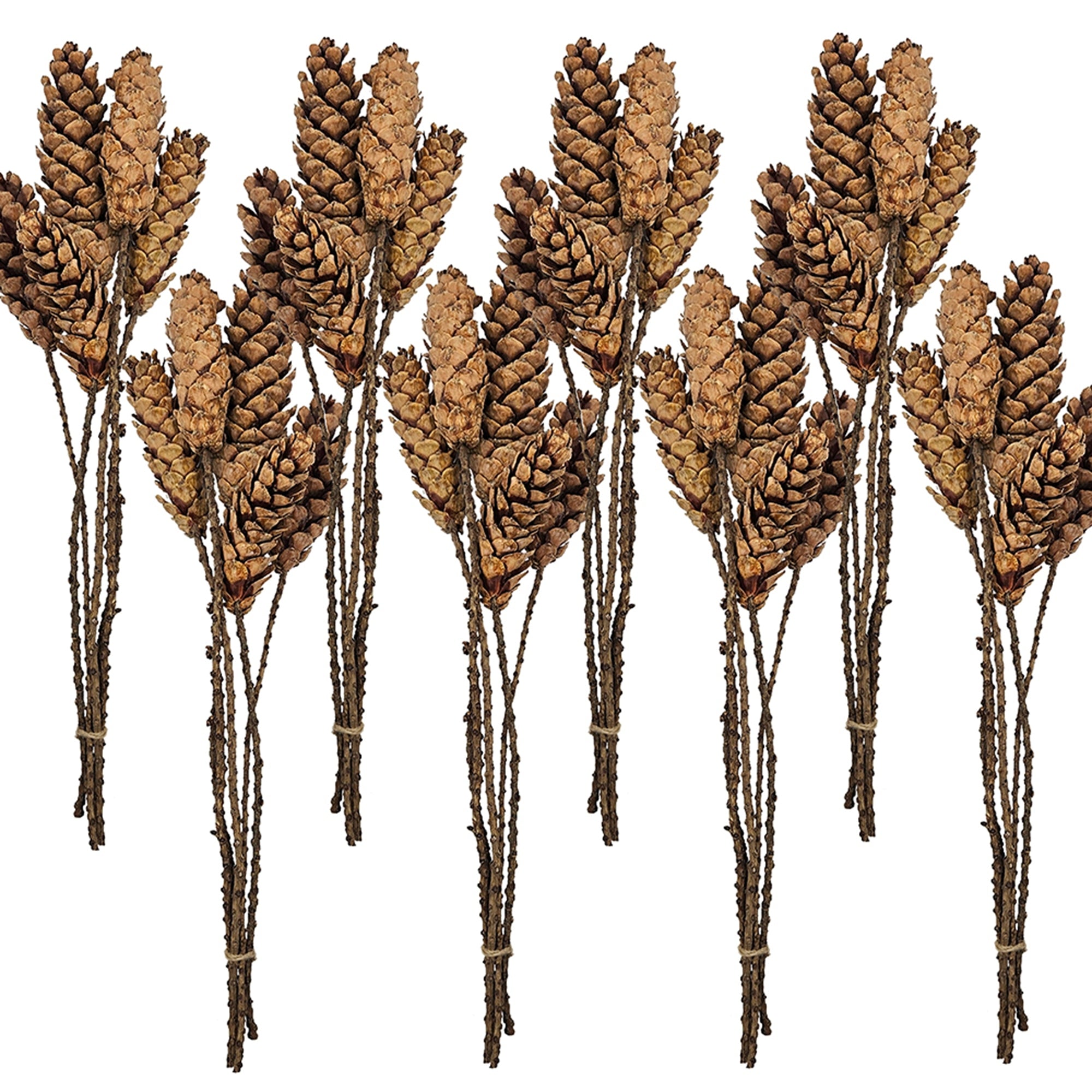 Set of 8, 23.5'  5Pcs/Bunch Strobus Pine Twig Stem