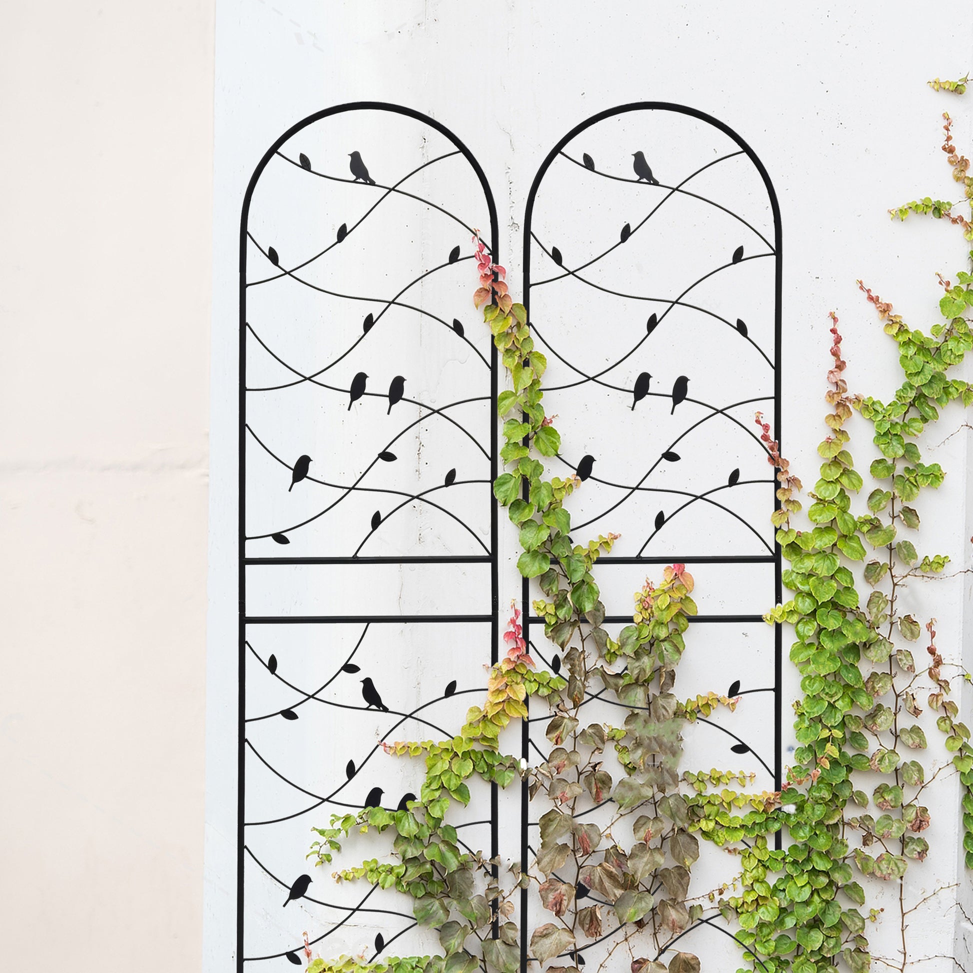 21445205